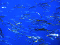 Grenadierfische